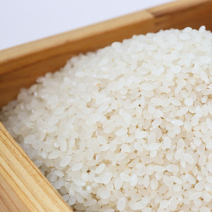 관찰용 쌀